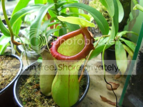 Nventricosa_11-4-12.jpg