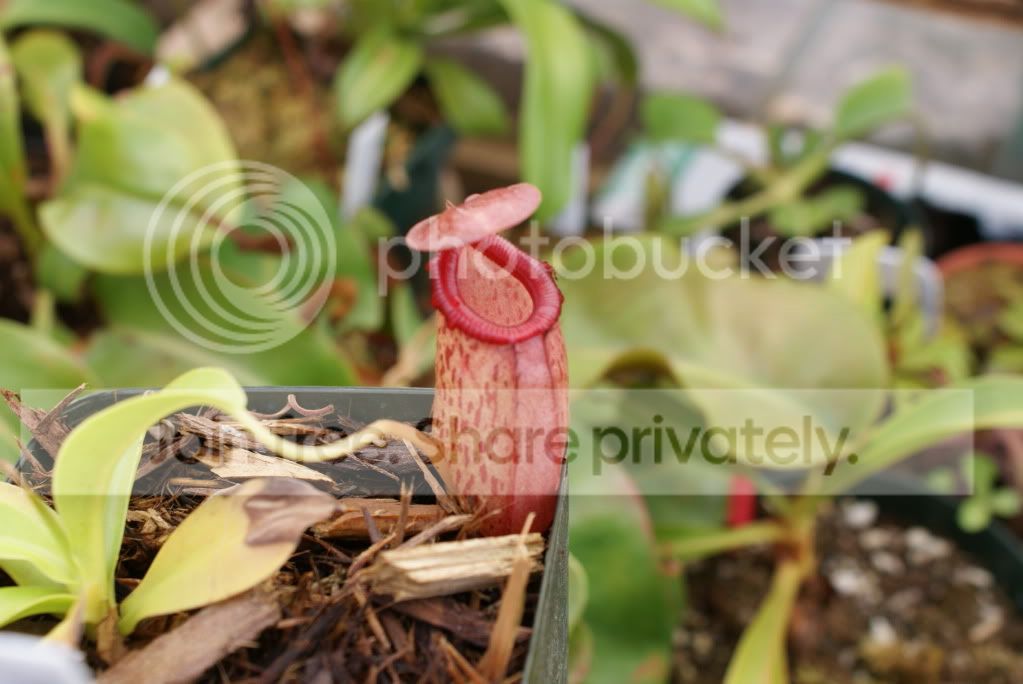 pitcherplants006.jpg