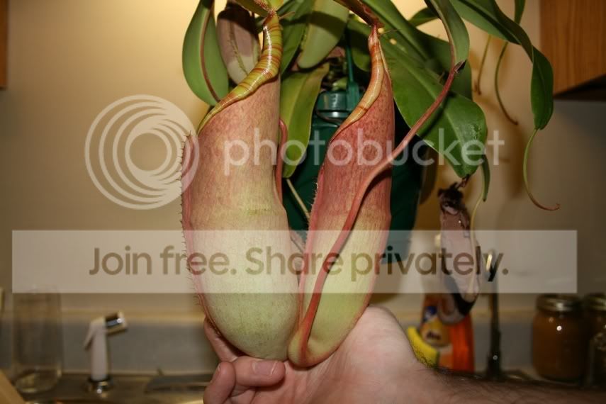 sangorside.jpg
