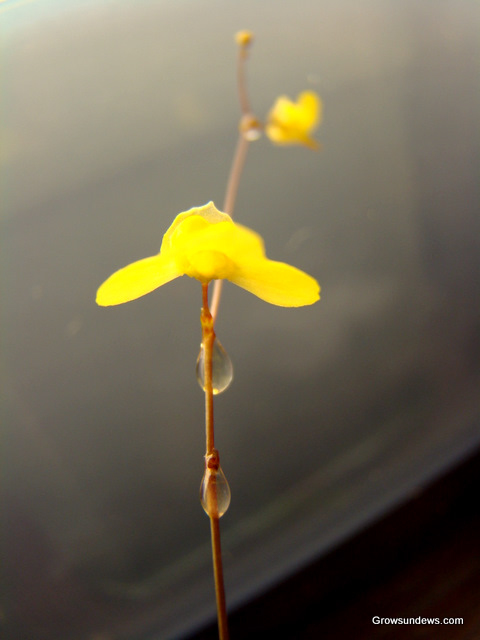 Utricularia__front_dew.JPG