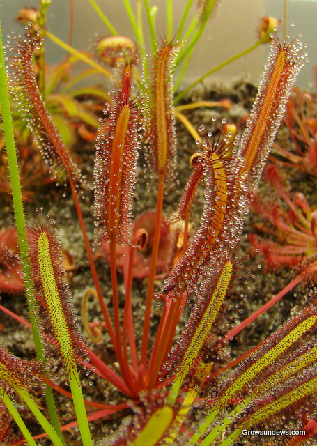 Capensis_red_color_compare.JPG