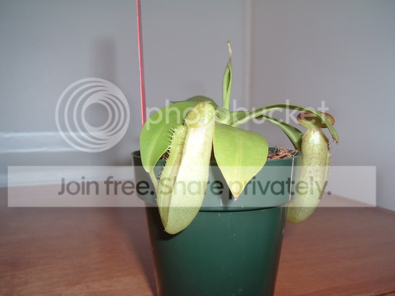 mostrecentpics026.jpg
