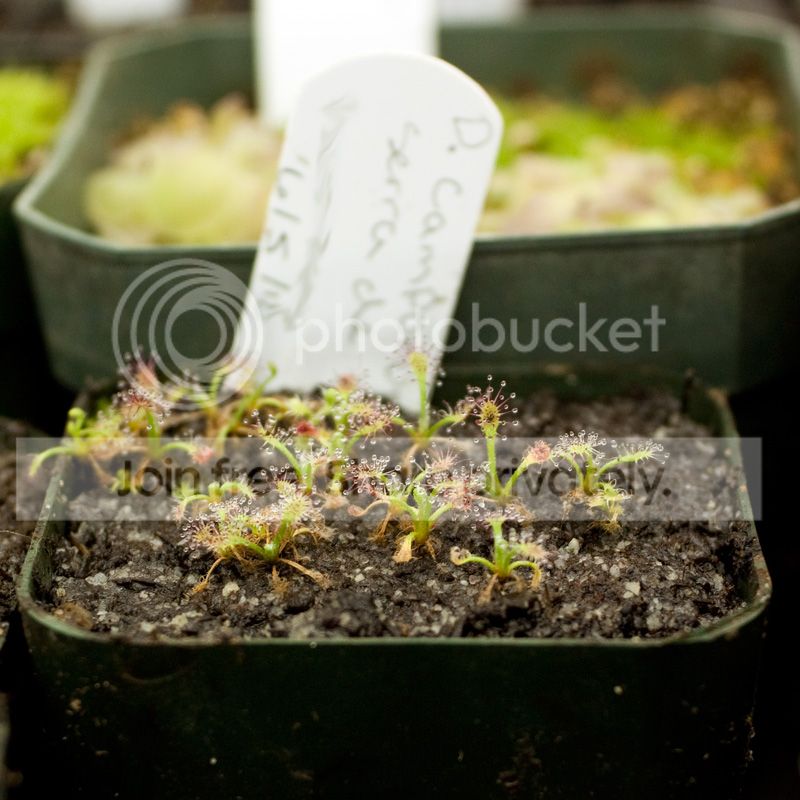 camporupestris.jpg