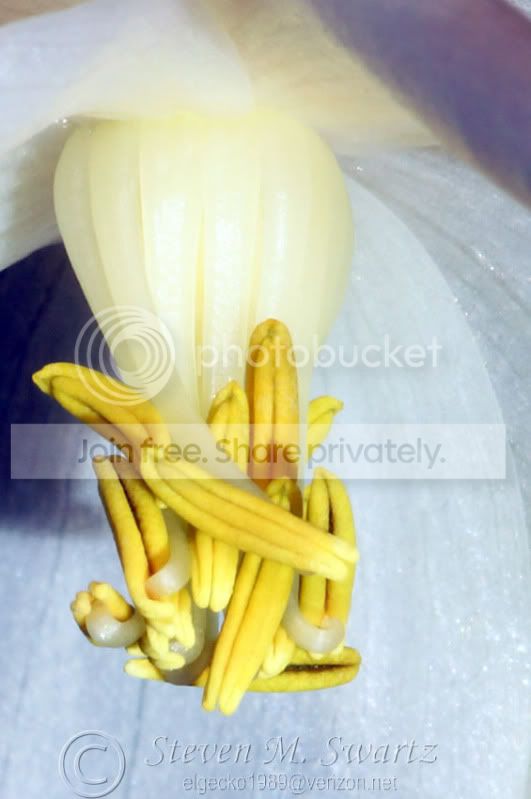 heliflower.jpg