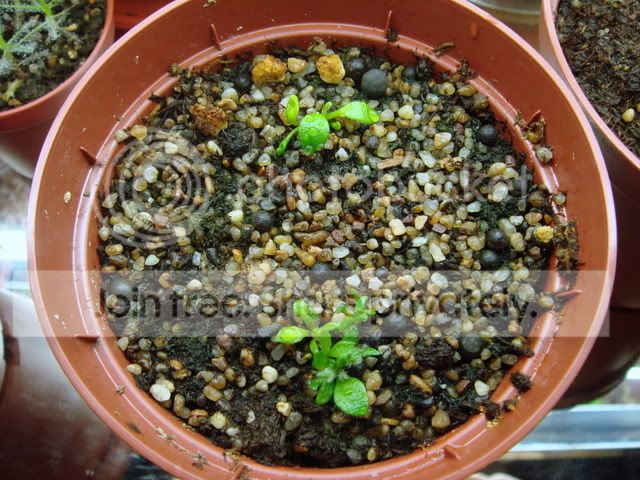 cephalotus_rhizomes.jpg