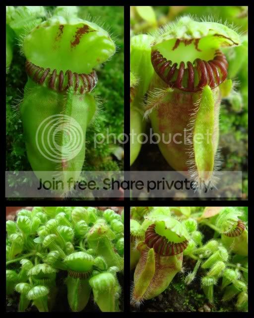 cephalotus_collage3.jpg