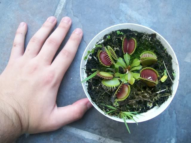 VFT3.jpg