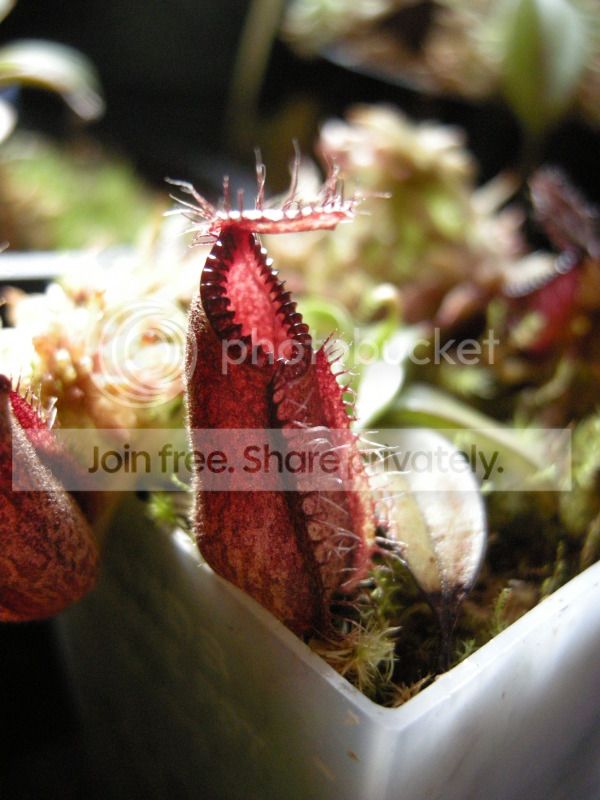 DSCN7080.jpg