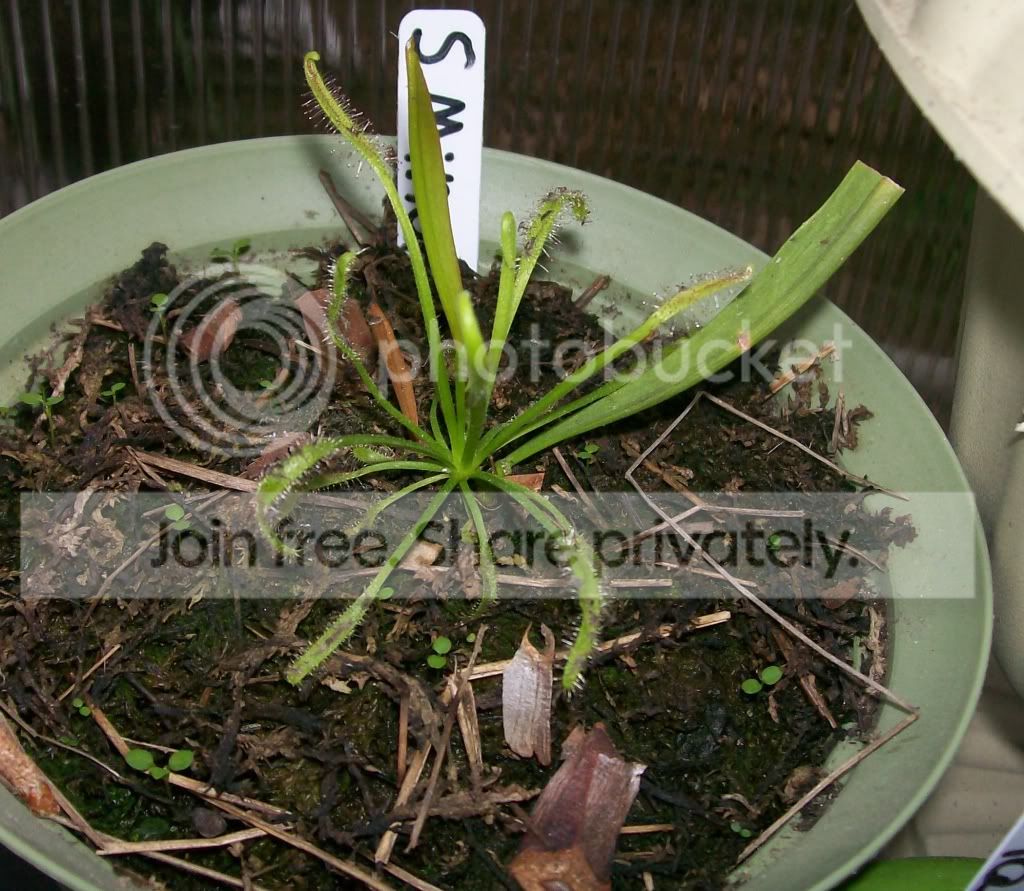 CarnivorousPlants013.jpg