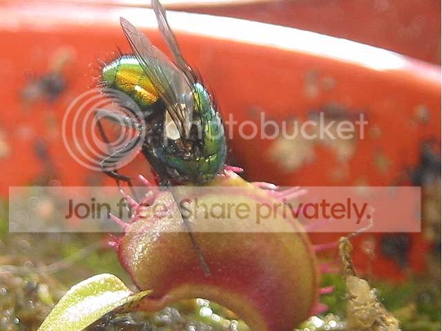 headstuckfly.jpg