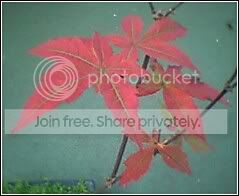 ACERPALMATUMLEAVES.jpg