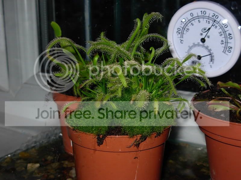 plants008.jpg