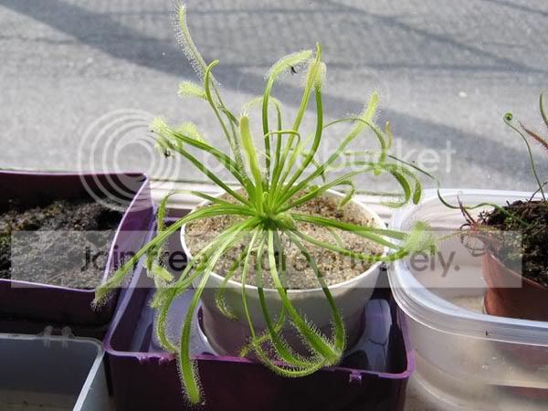 Drosera_capensis.jpg