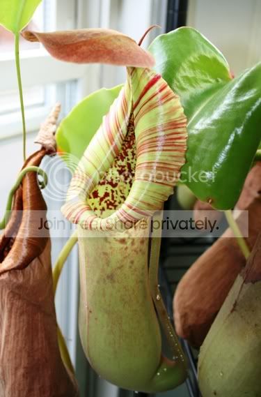 TRUNCATA3.jpg