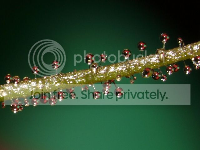 byblis_aquatica_dewdrops_010912.jpg