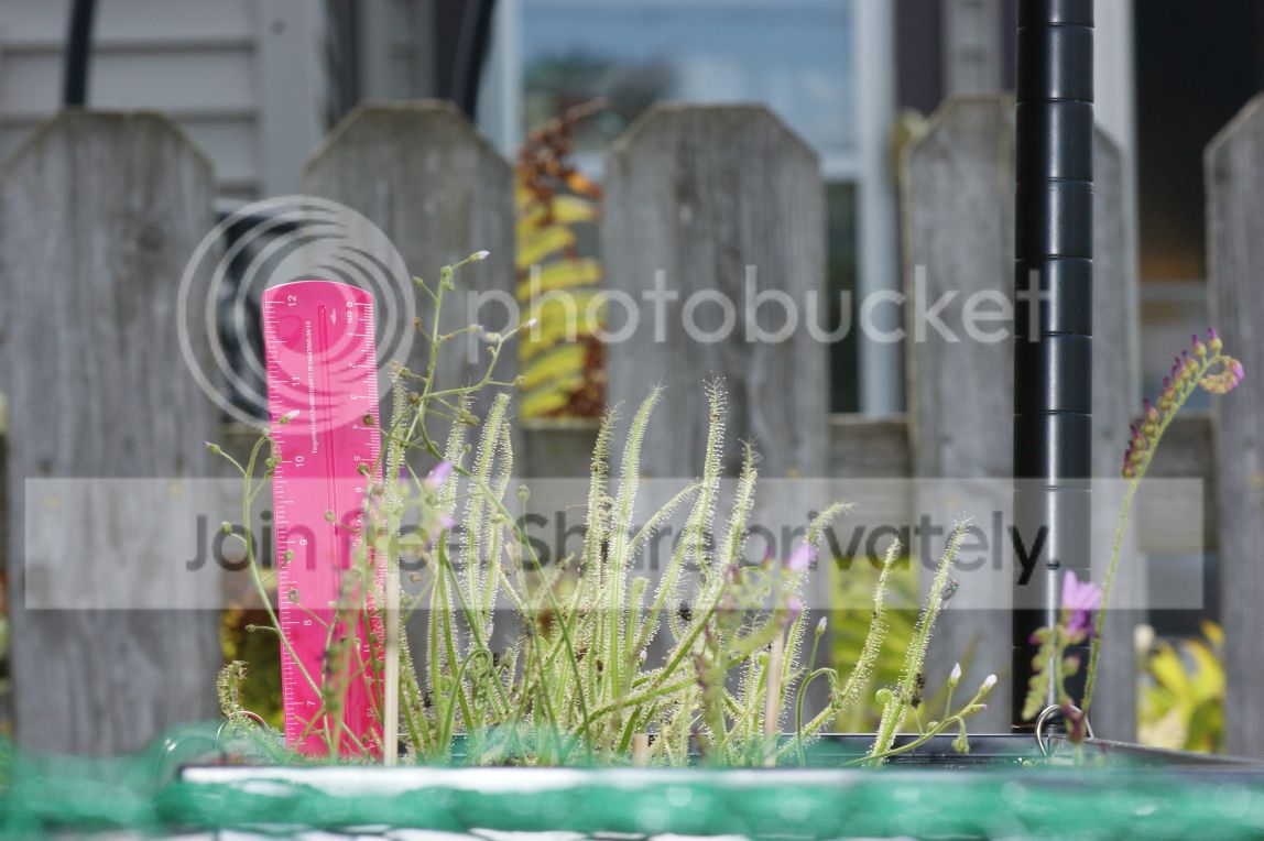 Drosera%20finlaysoniana%20005.jpg