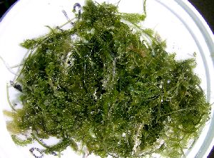 Caulerpa.spp..jpg