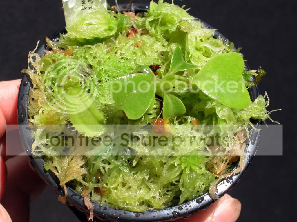 TRUNCATA2-1.jpg