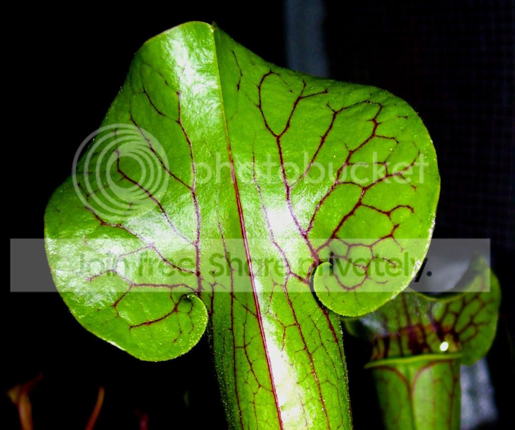 100_7854copy.jpg