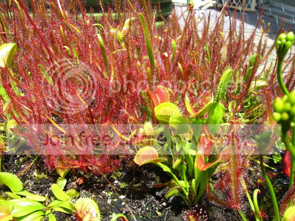 IMG_0878_zps81800c8b.jpg