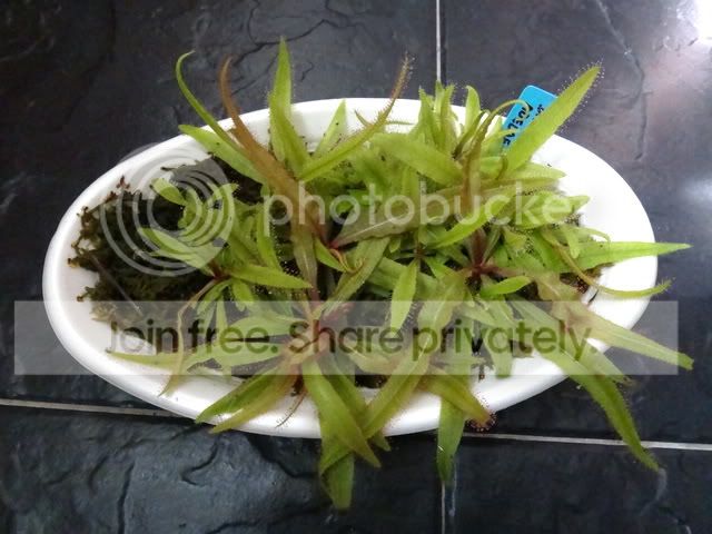drosera_adelae_cuttings_070612.jpg