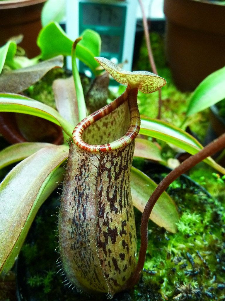 neps6102012005-1.jpg