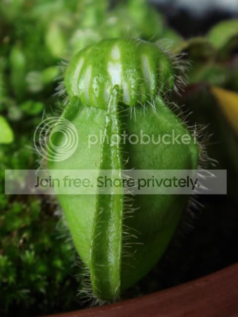 ceph_pitcher3.jpg