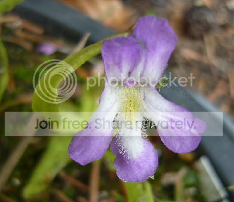 Ping_vallisneriifolia_typical.jpg