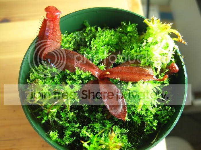 albomarginata2.jpg