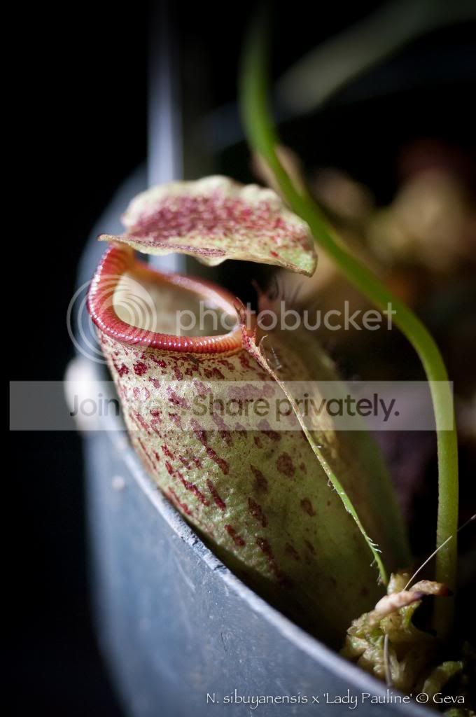 DSC_4792_zpsa36836f0.jpg