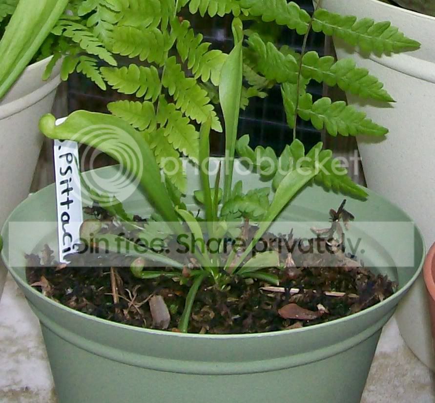 CarnivorousPlants005-Copy4.jpg