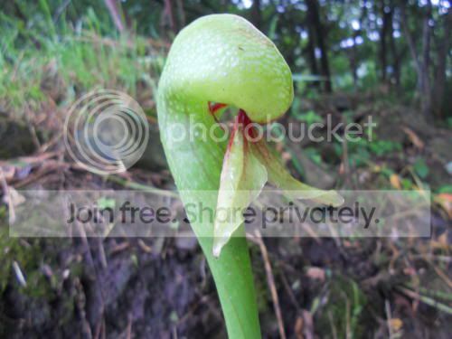 cobraplant01_8-5-11.jpg