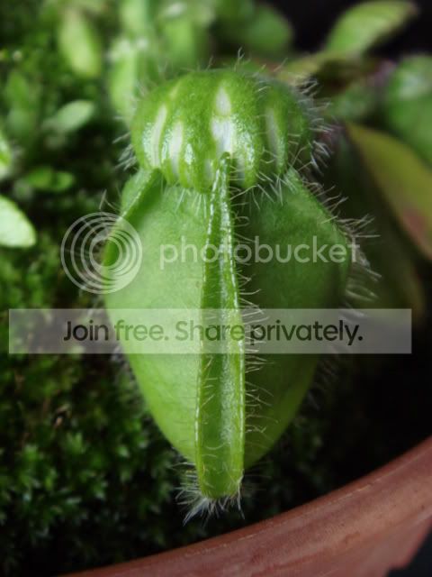 ceph_pitcher1.jpg
