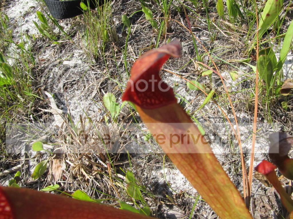 IMG_5923.jpg