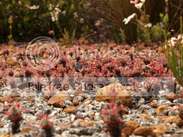 Drosera_gibsonii_media.jpg