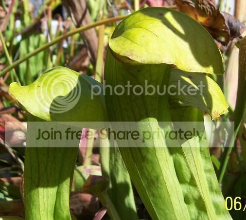 junebugpitchers.jpg