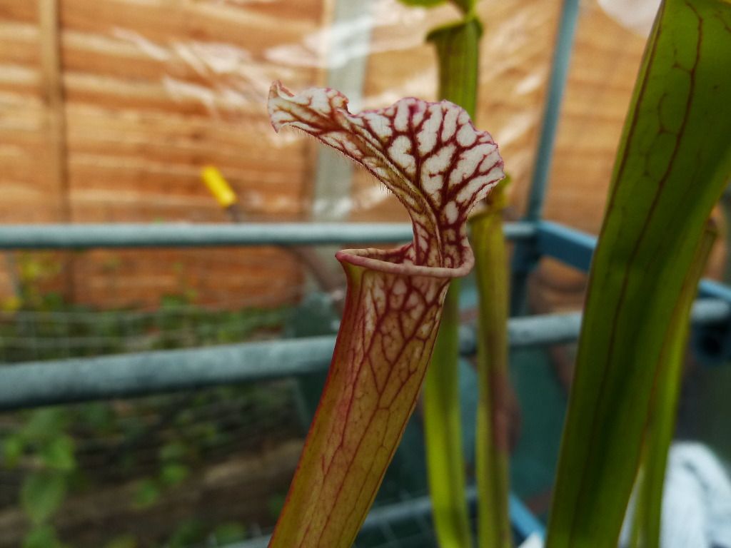 plants10032012056.jpg