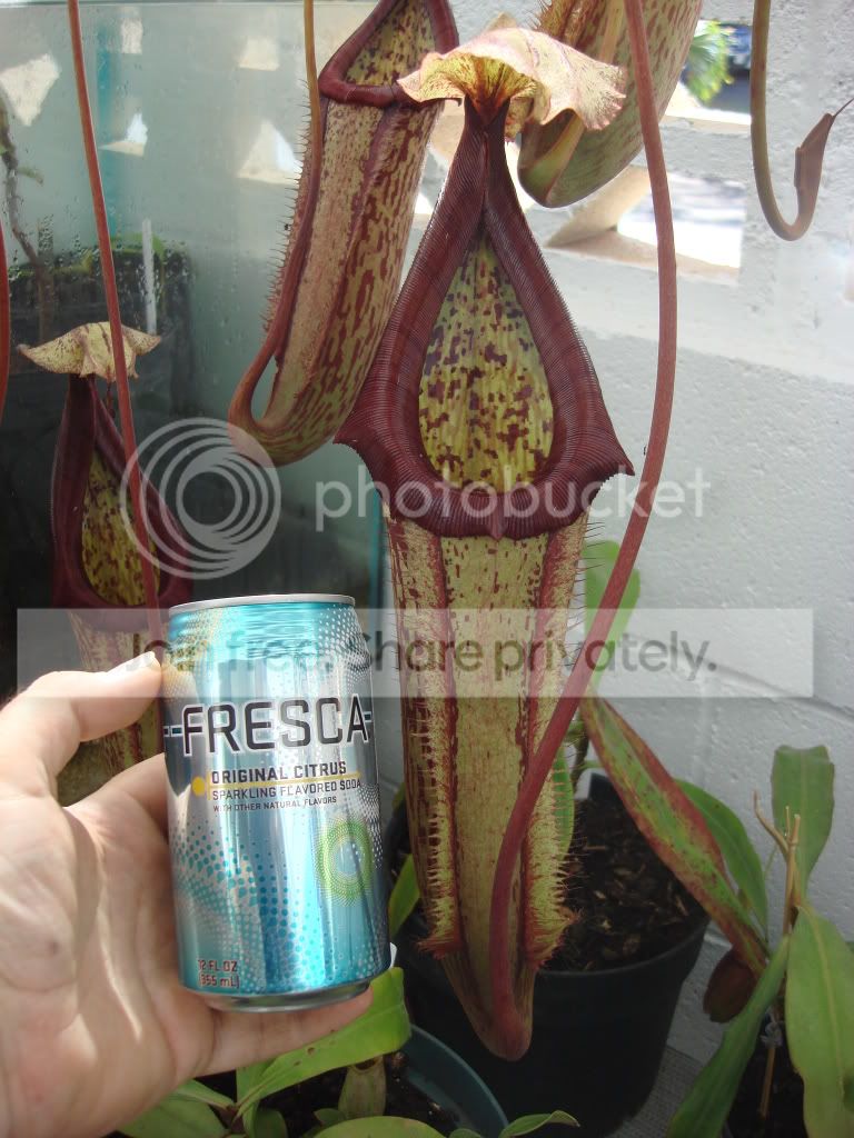 NMiranda_Fresca061409.jpg