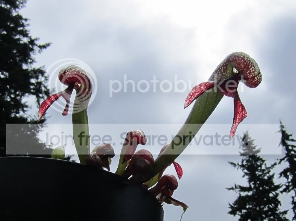 IMG_4267.jpg