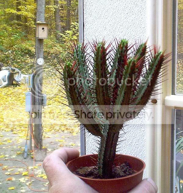 newcactus2.jpg