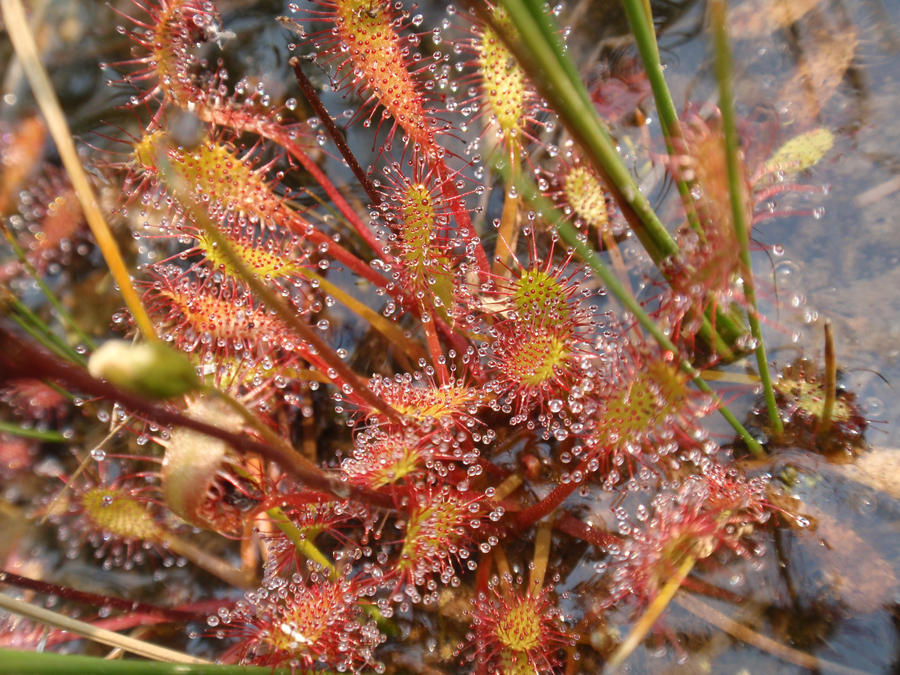 d__anglica_by_gemstatecarnivore-d5bubig.jpg