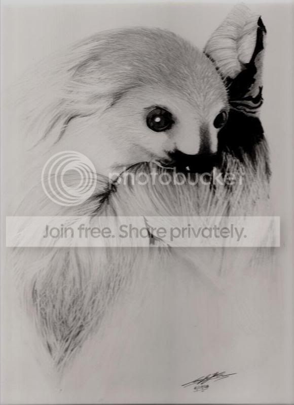 sloth.jpg
