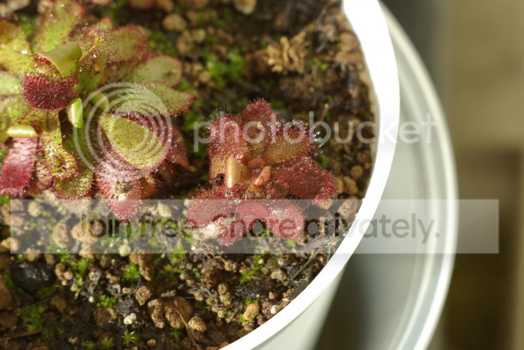 IMGP2753.jpg