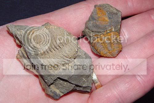 unknowntrilobite2.jpg