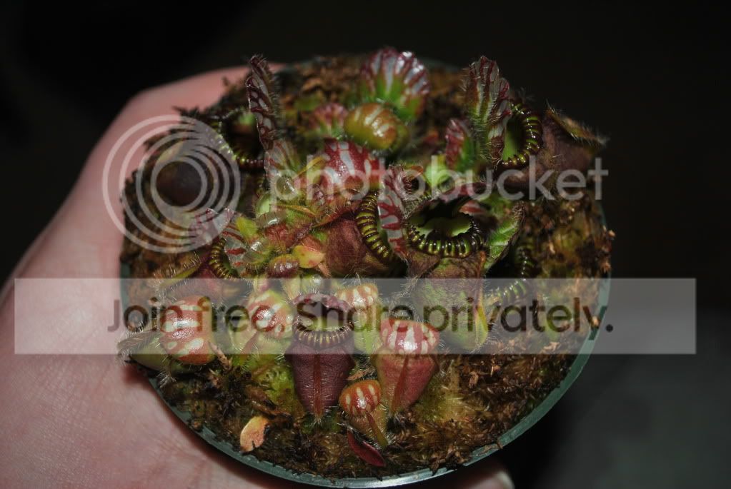 cephalotus.jpg