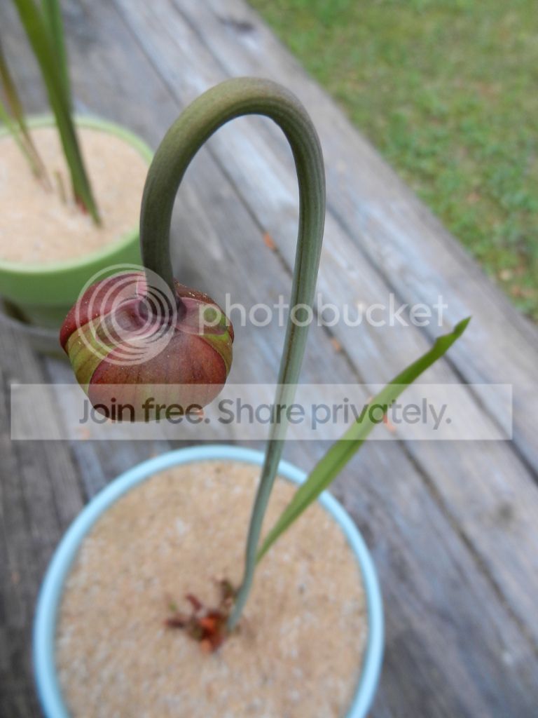 Seeds025.jpg