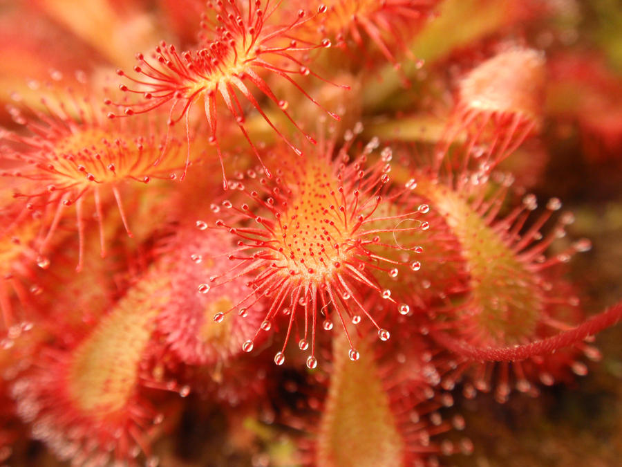 drosera_ultramafica_by_gemstatecarnivore-d5am6s8.jpg
