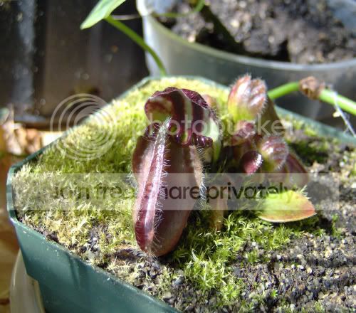 cephalotus3-8-10.jpg