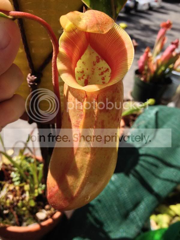 IMG_3557_zps33d28941.jpg