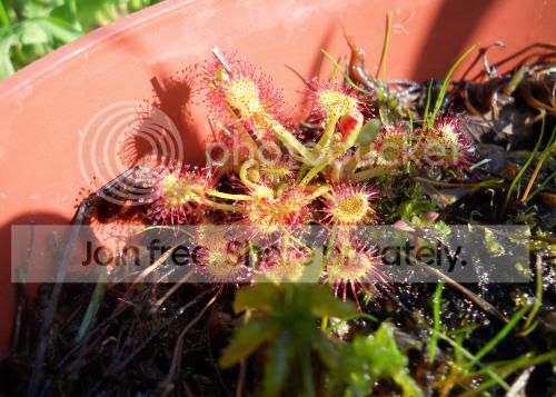 Drotundifolia_5-23-11.jpg
